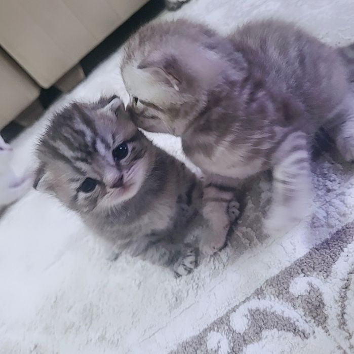 продам шотландский котят