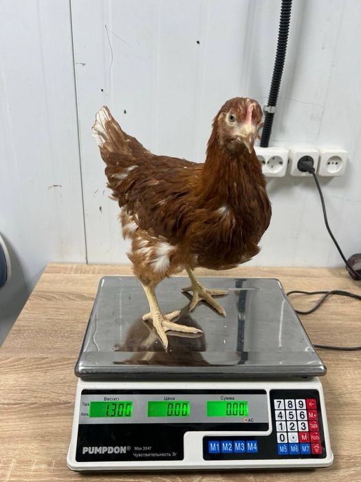 Несушка корал и уайт