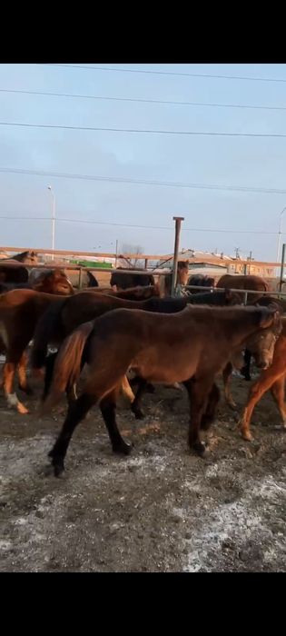 Жабағы сатылады.