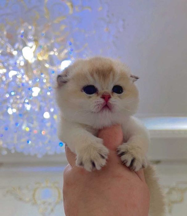 Породистые котята с идеальной родословной