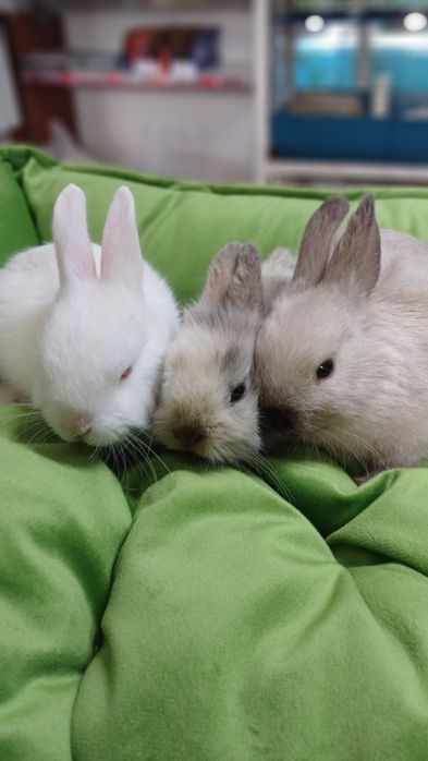 Декоративный кролик