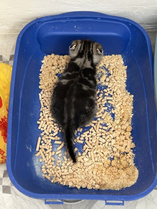 Продам котят мальчиков