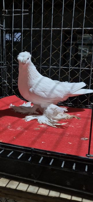 Голубка двухчубая