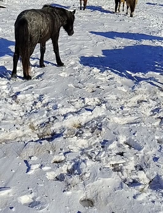 Құнан 2 жылдық, 2 летка