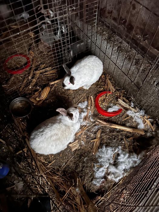 Vand iepuri diferite rase:belgieni, berbec german