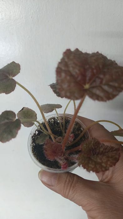 Каталог бегония Петропавловск