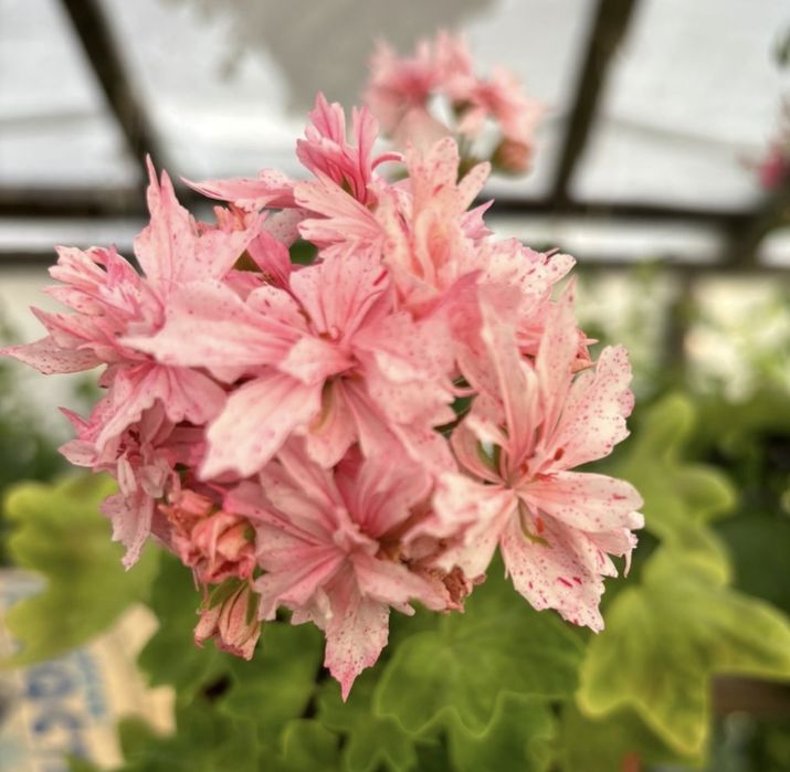 Пеларгония укорененные черенки