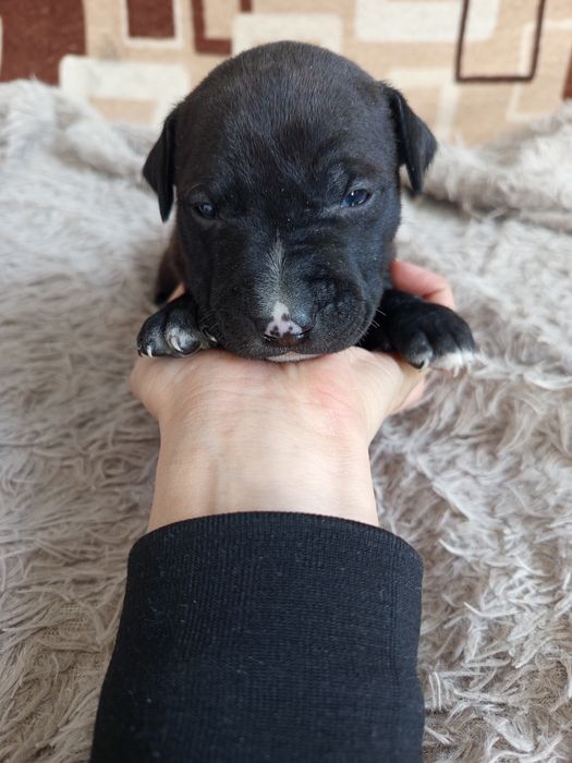 Продам Щенков питбули