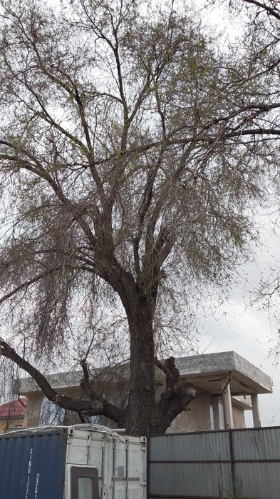 Дерево Карагаш бесплатно