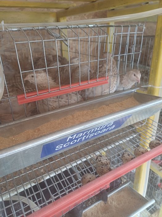Vând pui de prepeliță