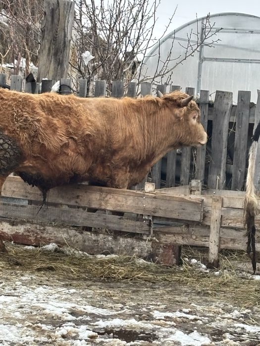 Продам бычка  годовалого