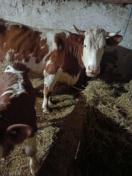 Vacă cu vitel bălțat