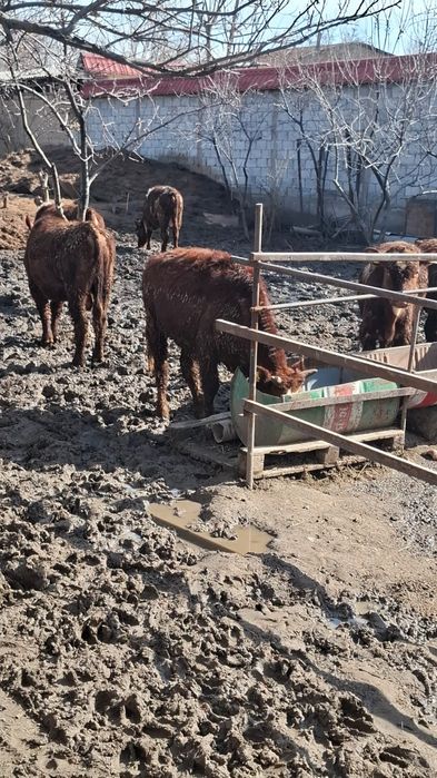 Бычки белоголовые