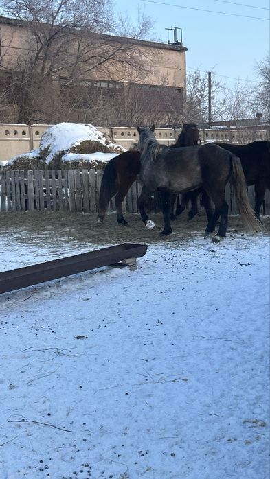 Продам кобылу со степи