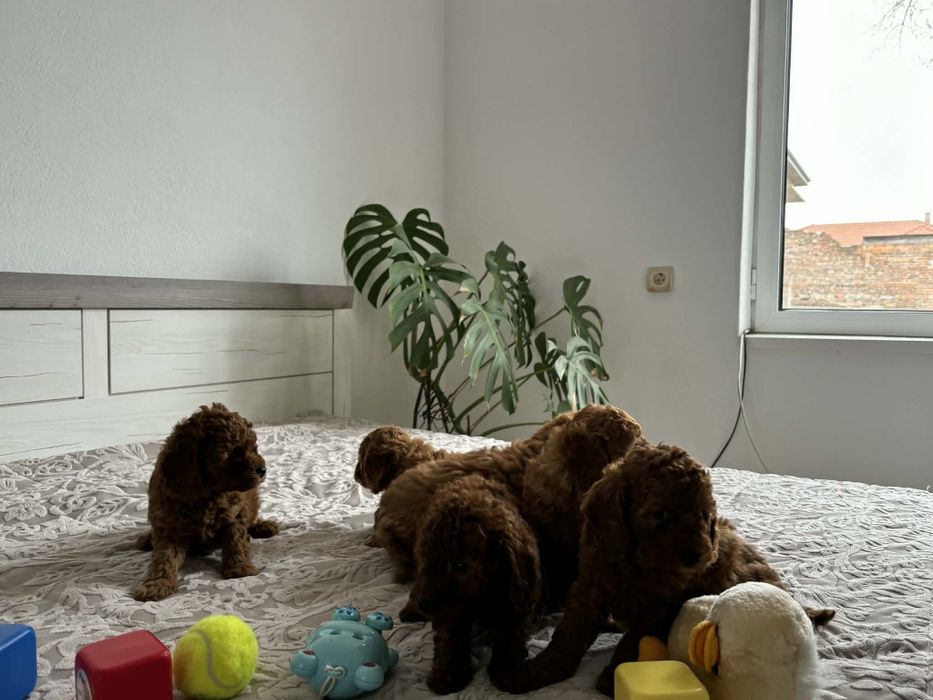 Продавам пуделчета