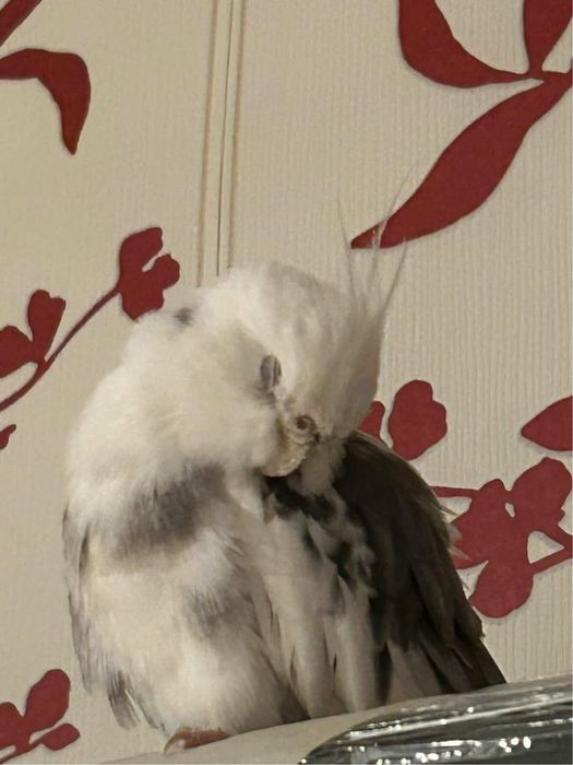 Nimfa mascul plus colivie