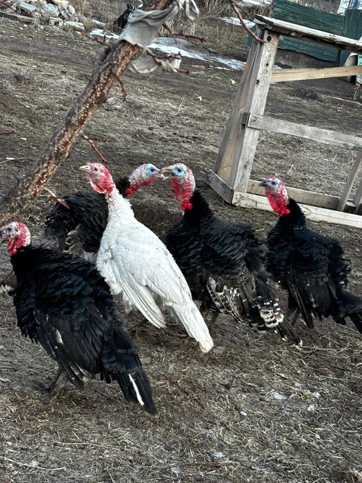 Продам молодых индюков