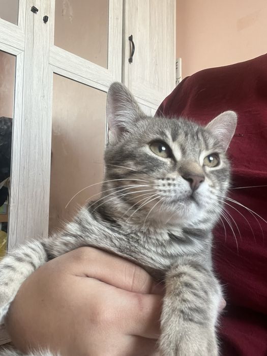 Кошка, девочка .