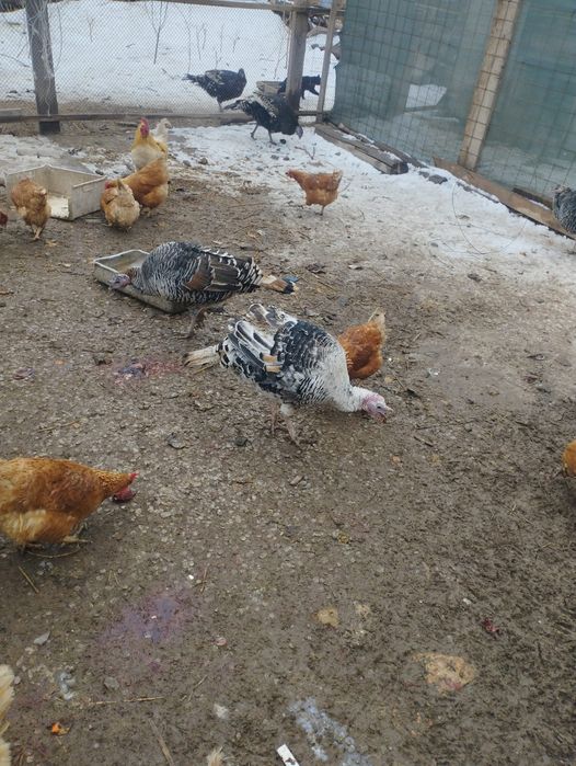 Индюк сатылады бронзы