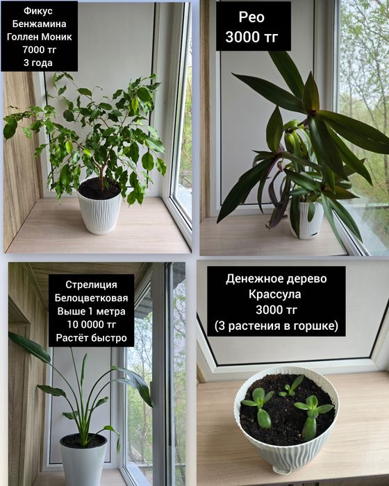 Комнатные цветы комнатные растения