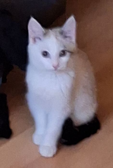 Кошечка в добрые руки