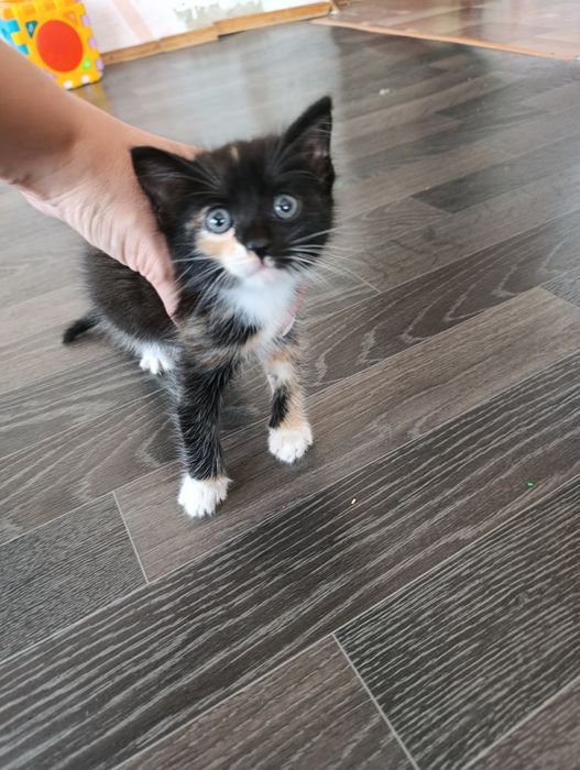 Отдам котенка в добрые руки