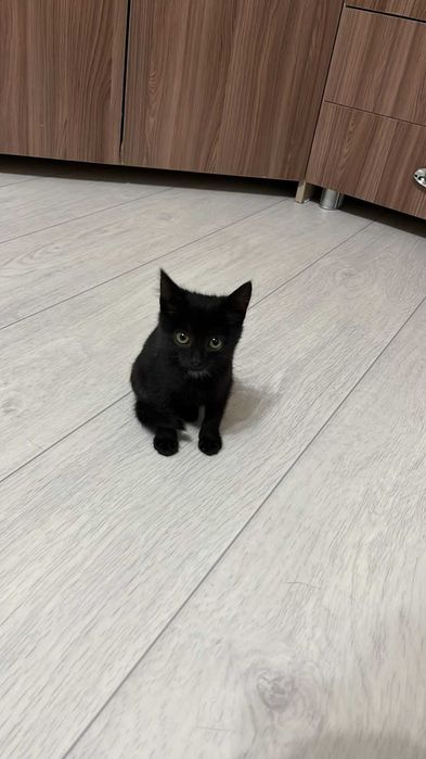 Ищем любящих хозяев котятам