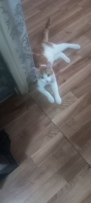 Отдам в добрые руки кошку