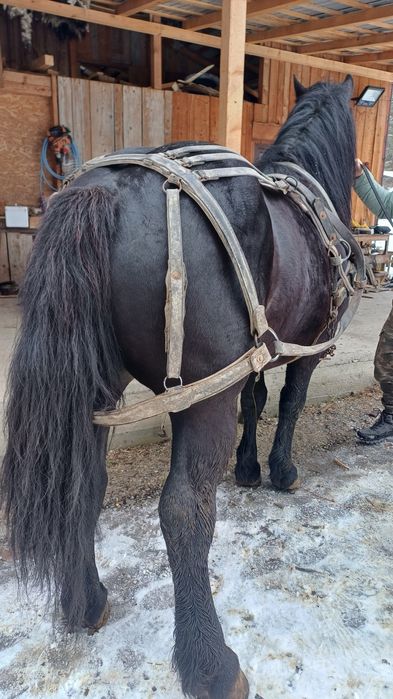 Nicu, mânz de vânzare