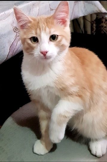 Породистые котята