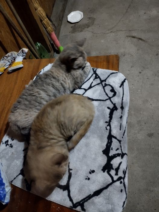 Отдам котят в добрые руки