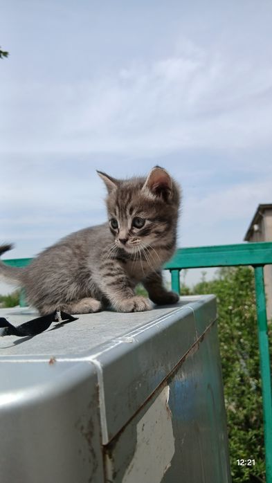 В добрые ручки отдаём хороших котят