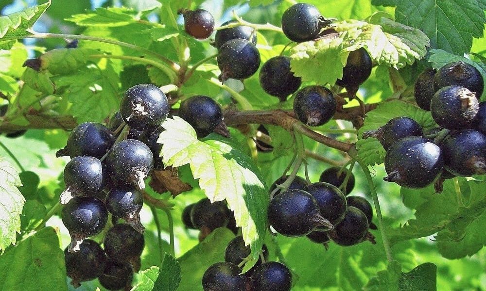 Продам саженцы черной смородины