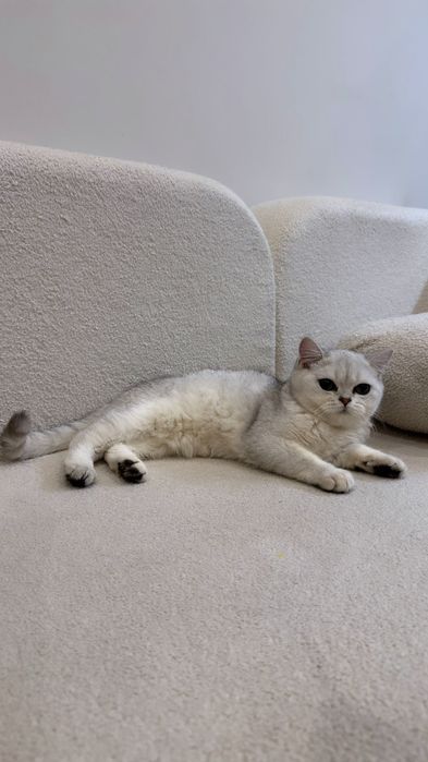 Котенок Британская Шиншилла