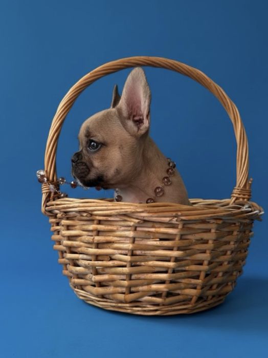 Девочки француженки