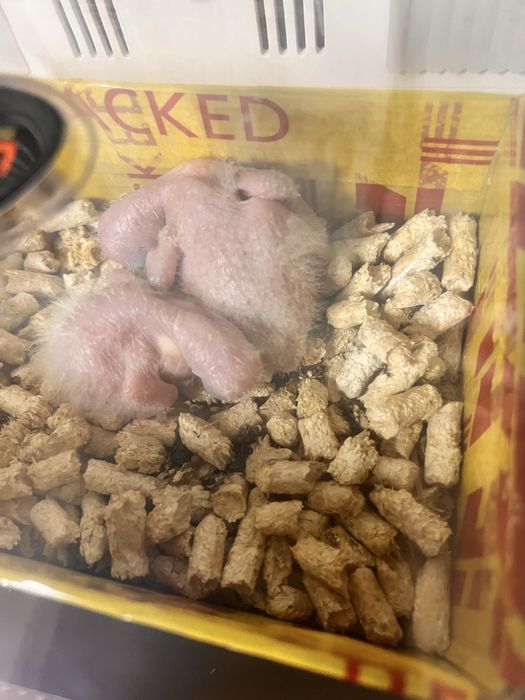 Продам птенцов попугая Солнечные аратинги