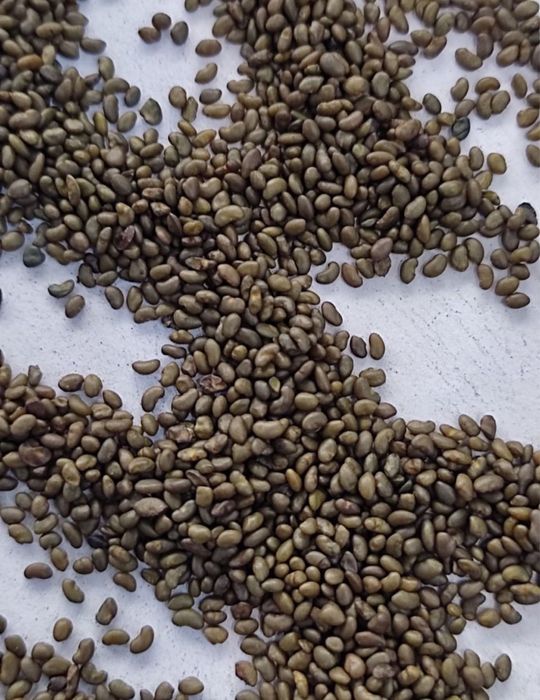 Семена люцерный Жонышка тұқымы