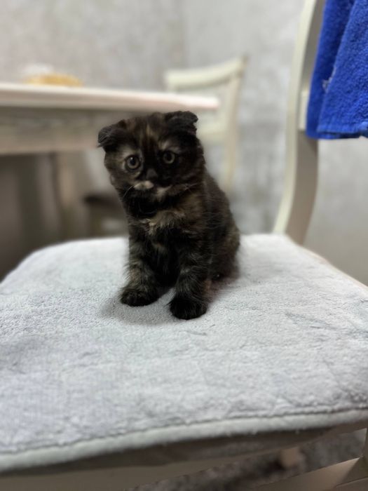 Котенки мушукчалар