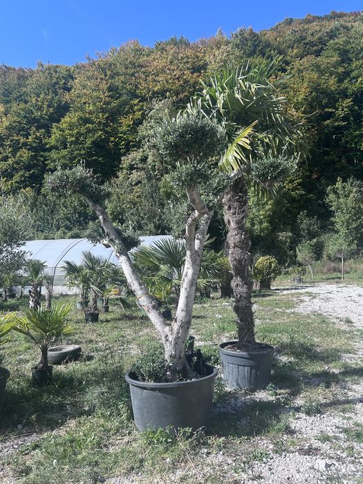 Plante de vanzare