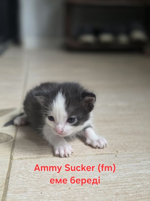 Котёнок домашний