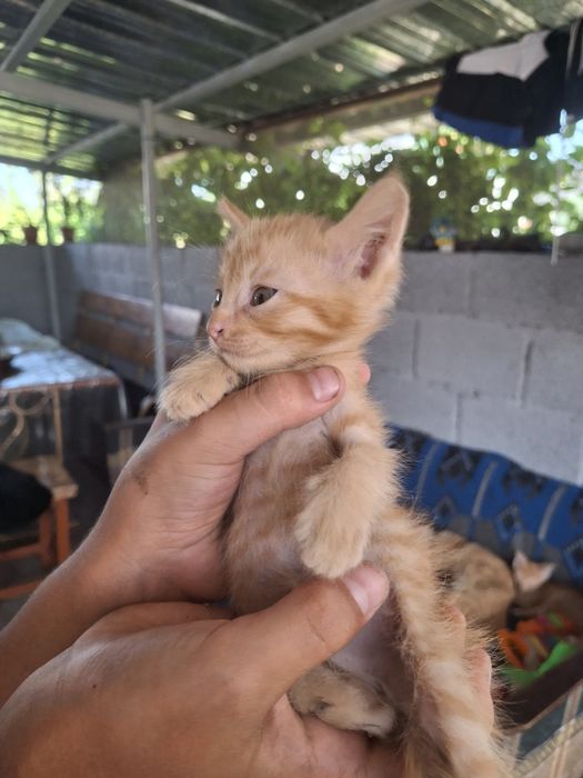 Отдам котят в добрые руки