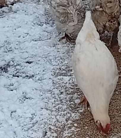 Петушок для домашнего содержания