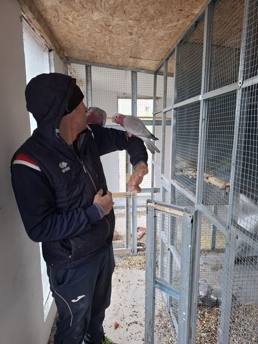 Vând  Amazon pereche  și roza kakadu  blânzi