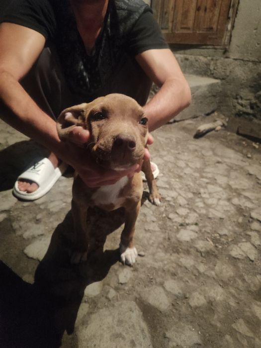 Собака питбуль девочка