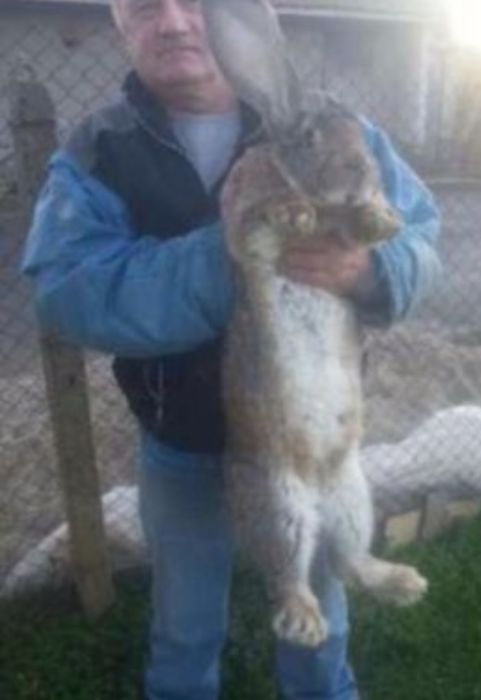 Продавам зайци порода БЕЛГИЙСКИ ВЕЛИКАН чистокръвни,цена по договаряне