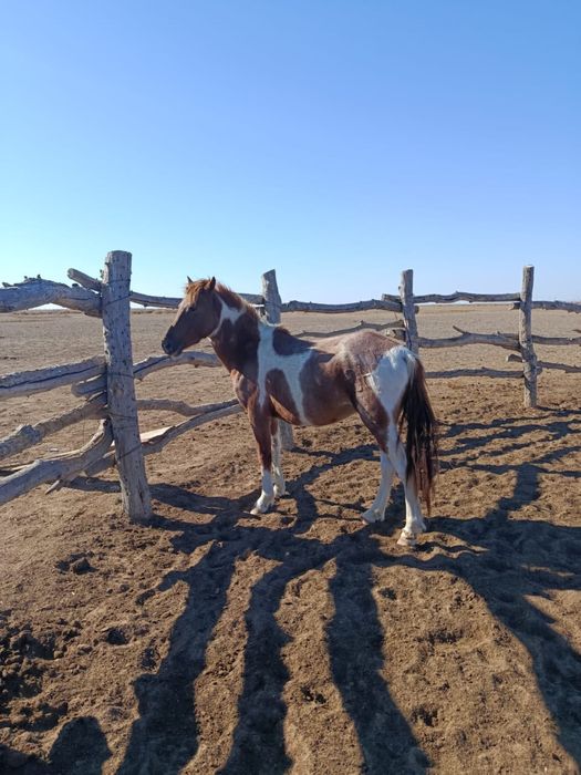 Донен сатылады, продется жеребец