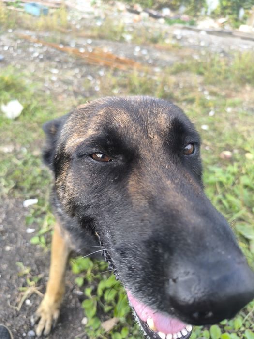 Продам Бельгийскую овчарку