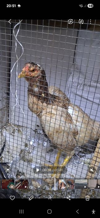 Дакан тауык сатылады