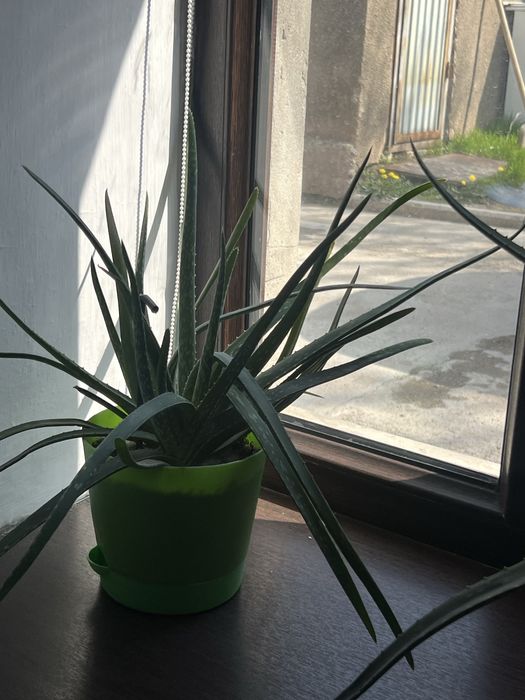 Комнатьное растение