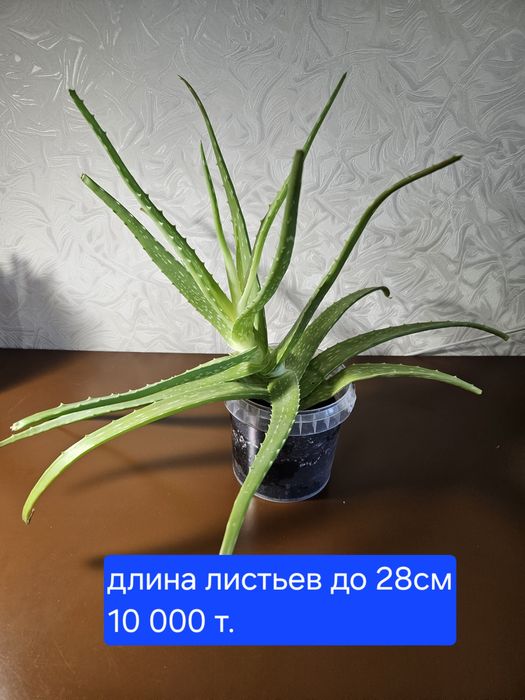 Алоэ вера лечебный